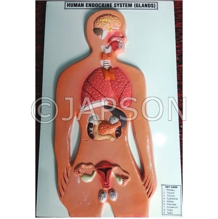 Human Model - Endocrine Gland, Small Human Model - Endocrine Gland, Small
